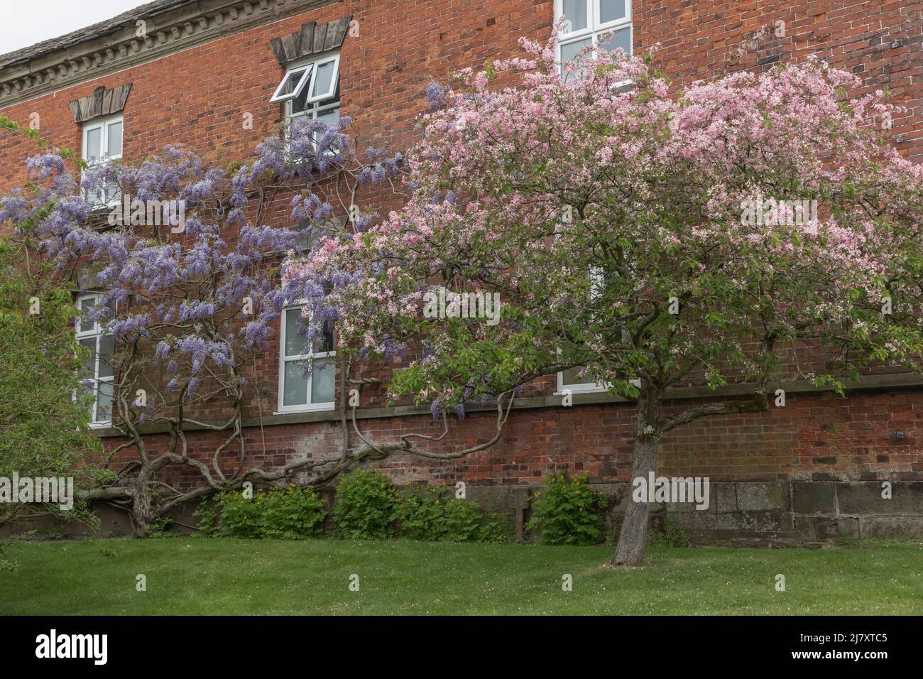 Alte violette Glyzinie-Pflanze, die sich an einer Wand neben einem rosa und lebendigen Kirschbaum lehnt. Beide Pflanzen blühen Stockfoto