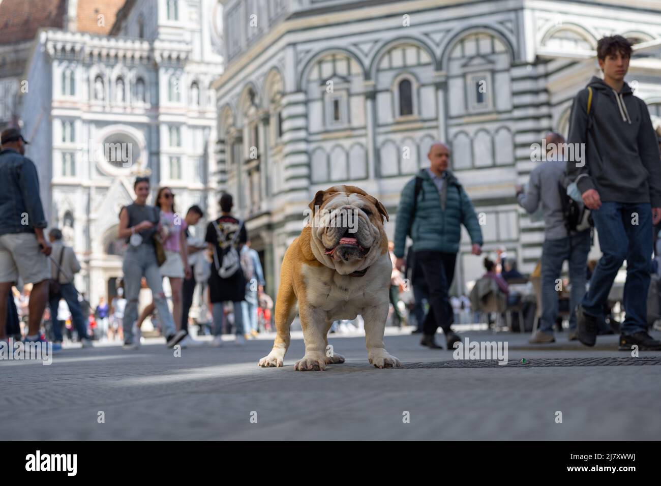 Eine Bulldogge, die auf der Piazza di San Giovanni in Florenz verloren geht Stockfoto