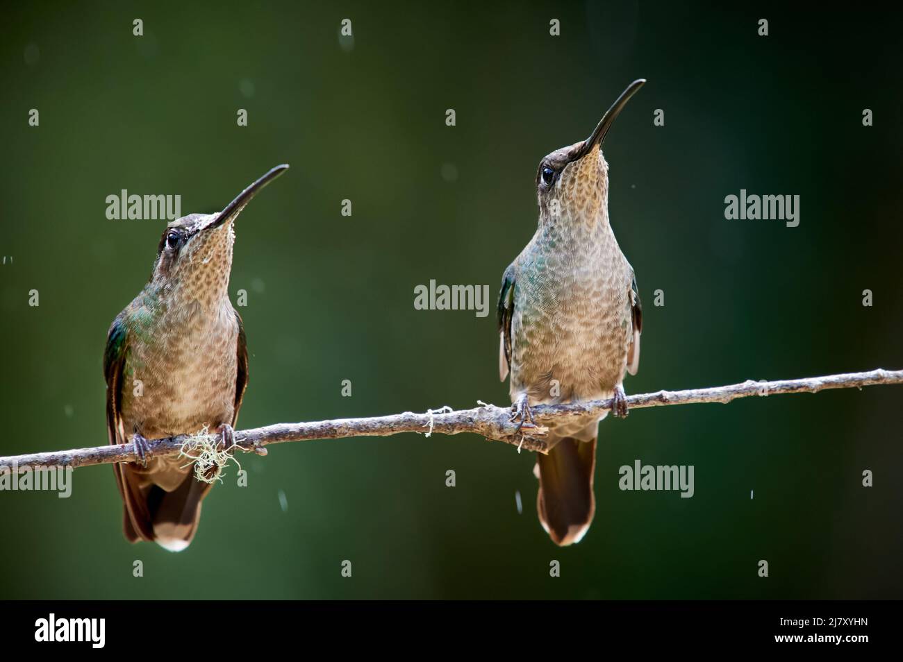 Talamanca Kolibri oder prachtvoller Kolibri oder bewunderungswürtiger Kolibri (Eugenes spectabilis), San Gerardo de Dota, Costa Rica, Mittelamerika Stockfoto