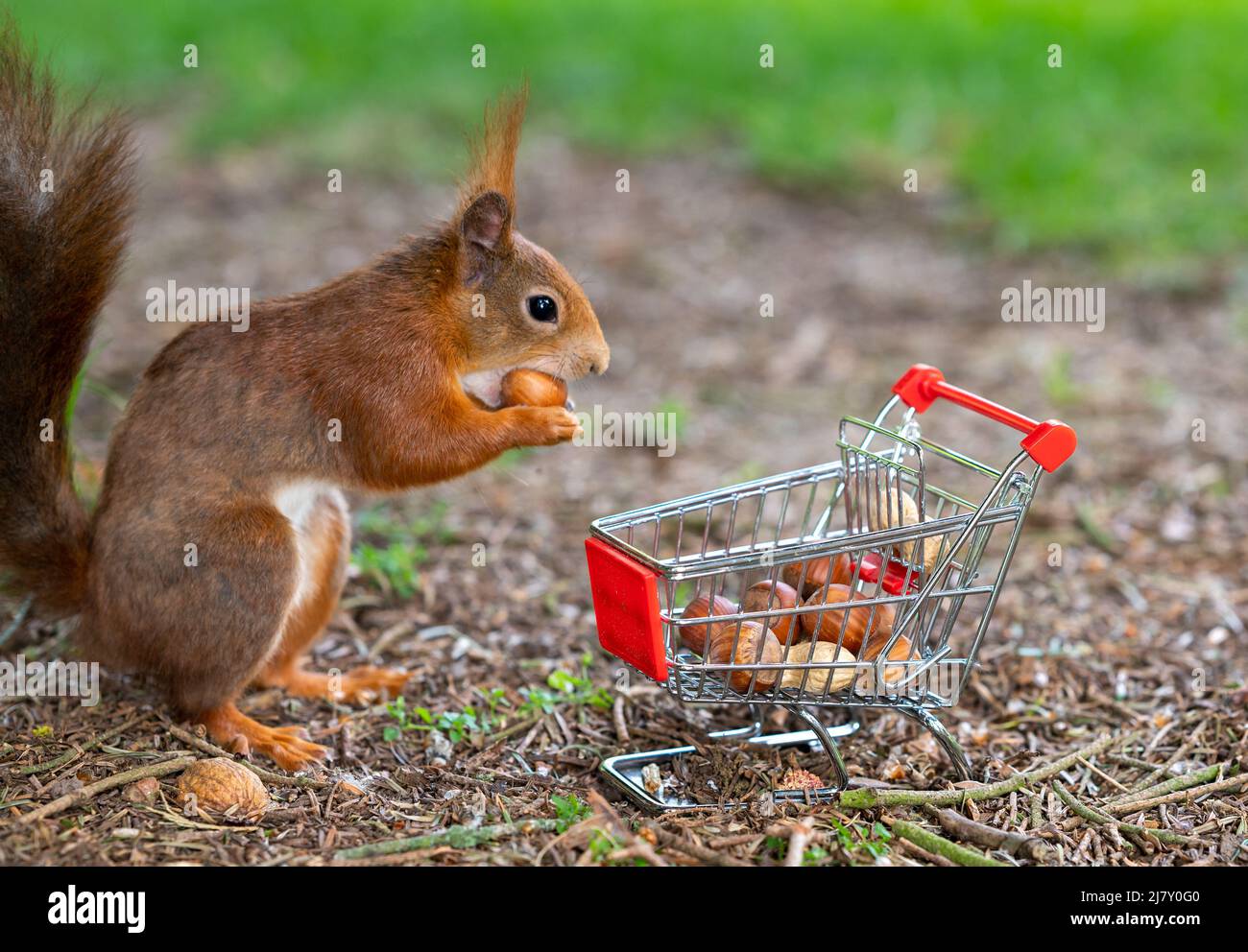 Europäisches Rothörnchen legt Erdnüsse und Haselnüsse in einen Einkaufswagen. Stockfoto