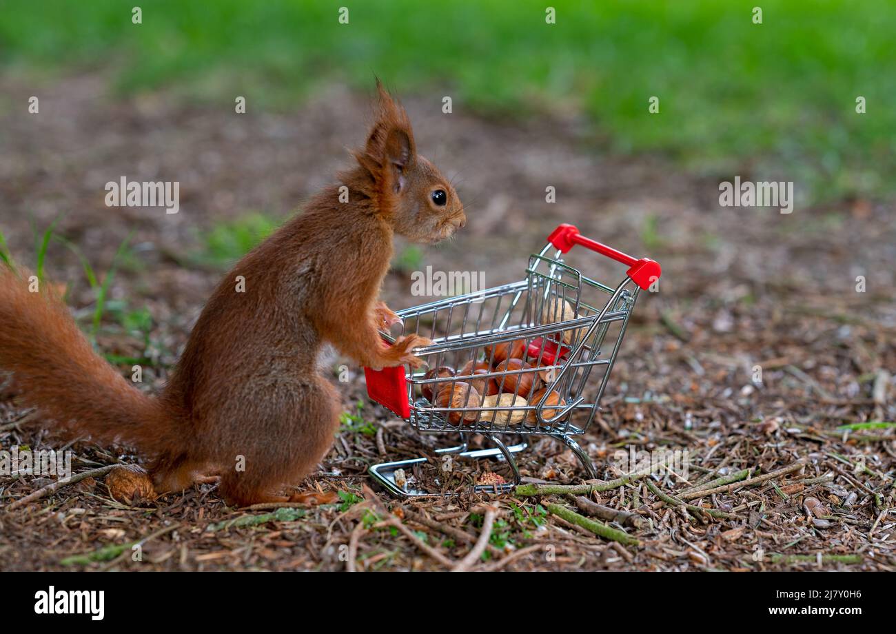 Europäisches Rothörnchen legt Erdnüsse und Haselnüsse in einen Einkaufswagen. Stockfoto