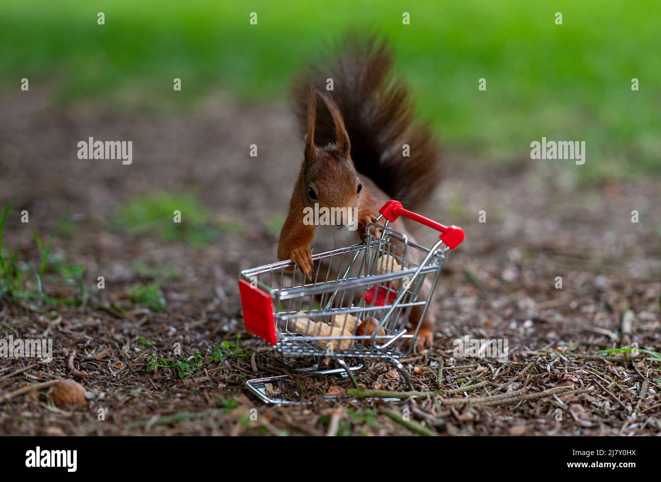 Europäisches Rothörnchen legt Erdnüsse und Haselnüsse in einen Einkaufswagen. Stockfoto