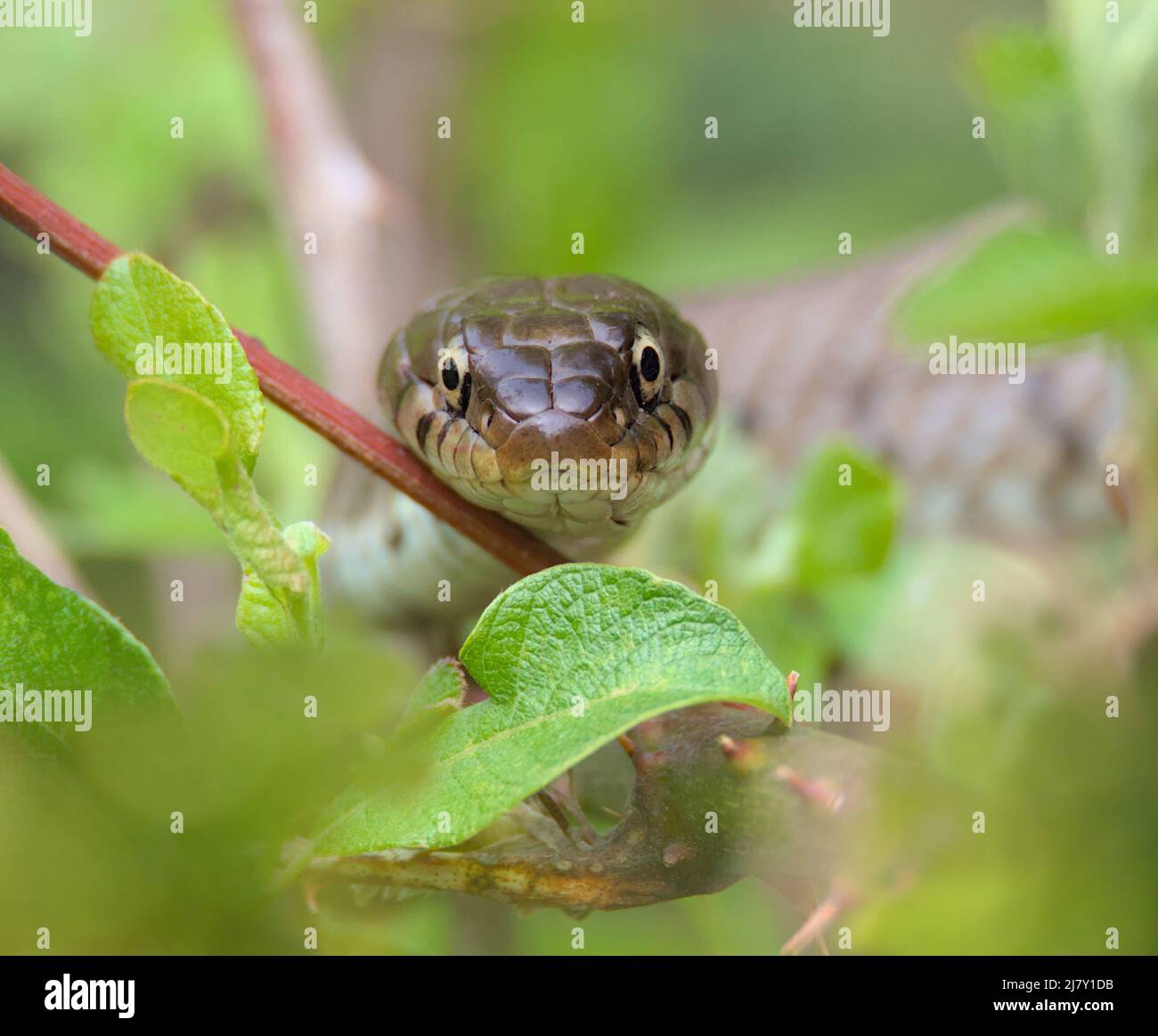 Kopfschuss von der Vorderseite einer harmlosen, verbarbten Grasschlange, Natrix helvetica, Großbritannien Stockfoto