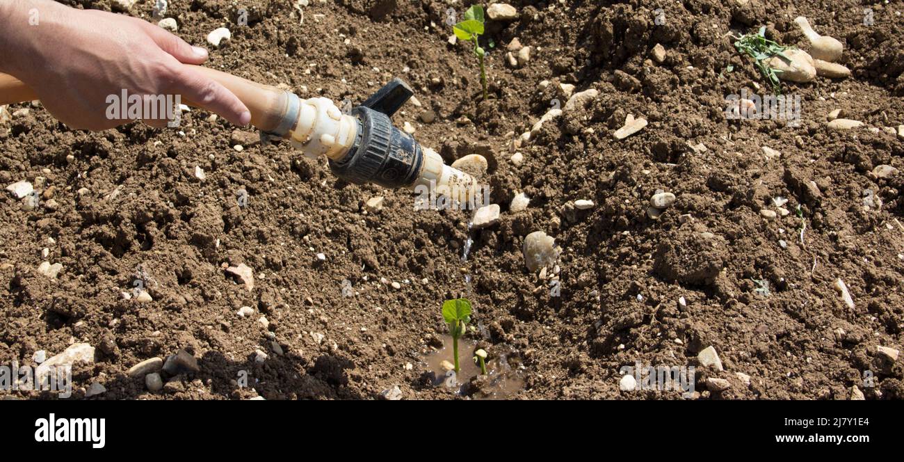 Bild einer Bauernhand, die die Gartenpflanzen mit einem Gummischlauch wässern, aber das Wasser ausgeht. Problem der Dürre und des Klimawandels. Horizontale Bann Stockfoto