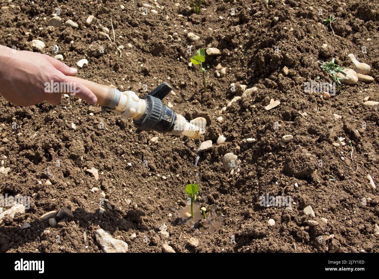Bild einer Bauernhand, die die Gartenpflanzen mit einem Gummischlauch wässern, aber das Wasser ausgeht. Problem der Dürre und des Klimawandels Stockfoto