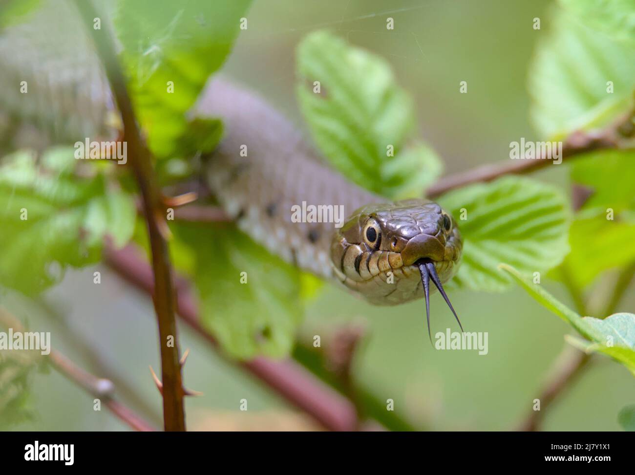 Kopfschuss von der Vorderseite Einer harmlosen, verbarbten Grasschlange, die auf Brambles kriecht, Natrix helvetica, Tasting, Sensing the Air with its Forked Zungen, Großbritannien Stockfoto