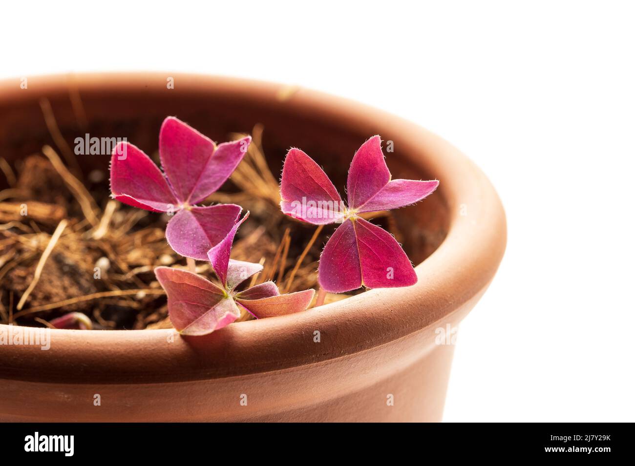 Oxalis Triangularis oder Purple Shamrock Hauspflanze wacht nach der Winterruhe im Terrakotta-Keramiktopf auf. Weißer Hintergrund. Neues Wachstumskonzept Stockfoto