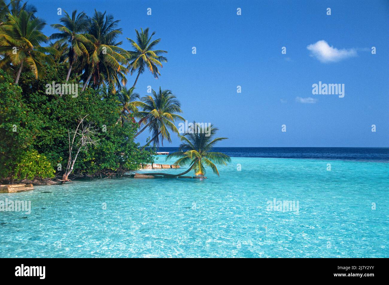 Maledivische Insel mit Palmen, Strand und Lagune, Malediven, Indischer Ozean, Asien Stockfoto