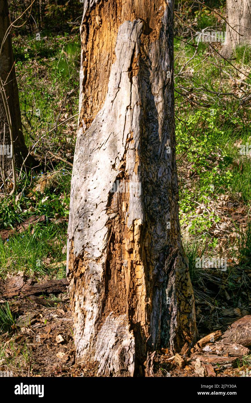 Der alte Baum wird von Rindenkäfer zerstört und gefressen Stockfoto