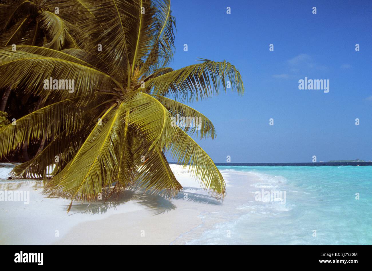 Maledivische Insel mit Palmen, Strand und Lagune, Malediven, Indischer Ozean, Asien Stockfoto