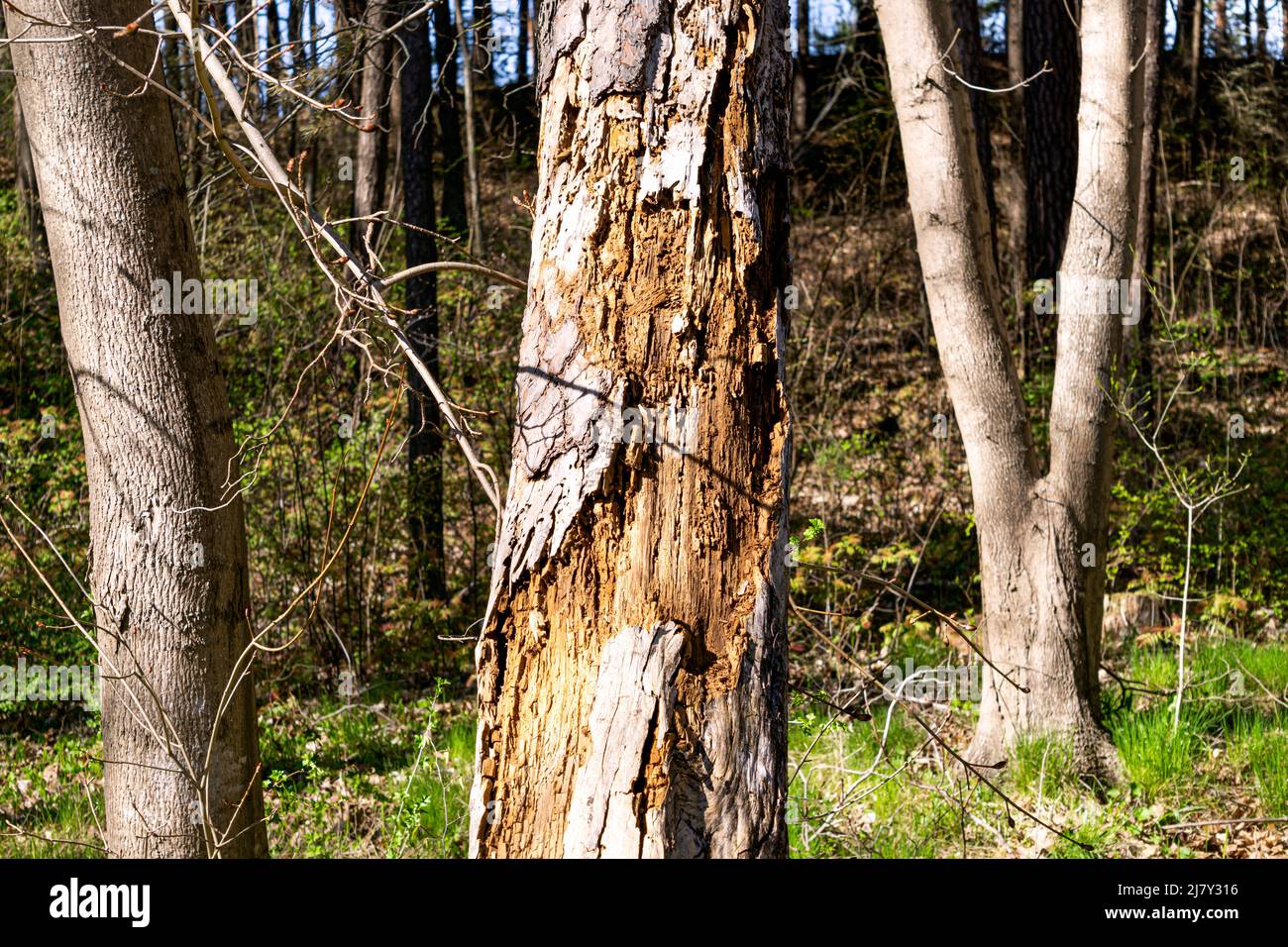 Der alte Baum wird von Rindenkäfer zerstört und gefressen Stockfoto
