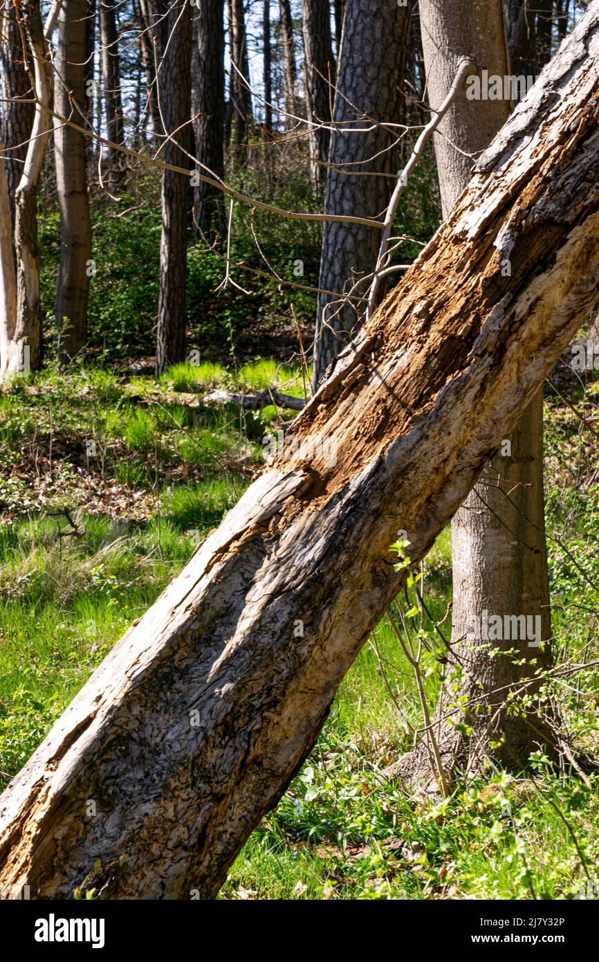 Der alte Baum wird von Rindenkäfer zerstört und gefressen Stockfoto