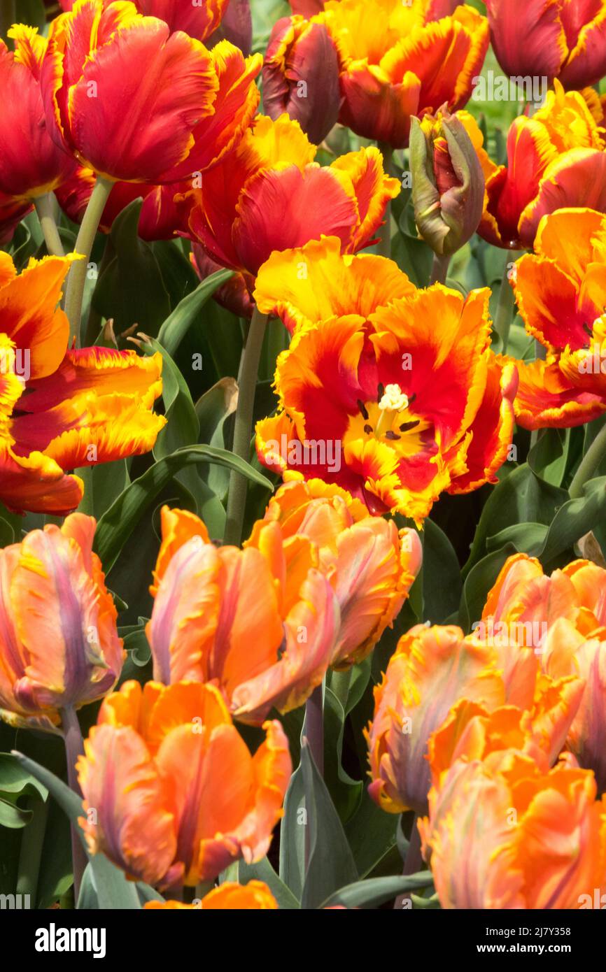 Tulpenpapagei „Prinses Irene“ und „Bright Parrot“, Papageienpapagei mit gemischtem Frühlingsblütenbeet Stockfoto