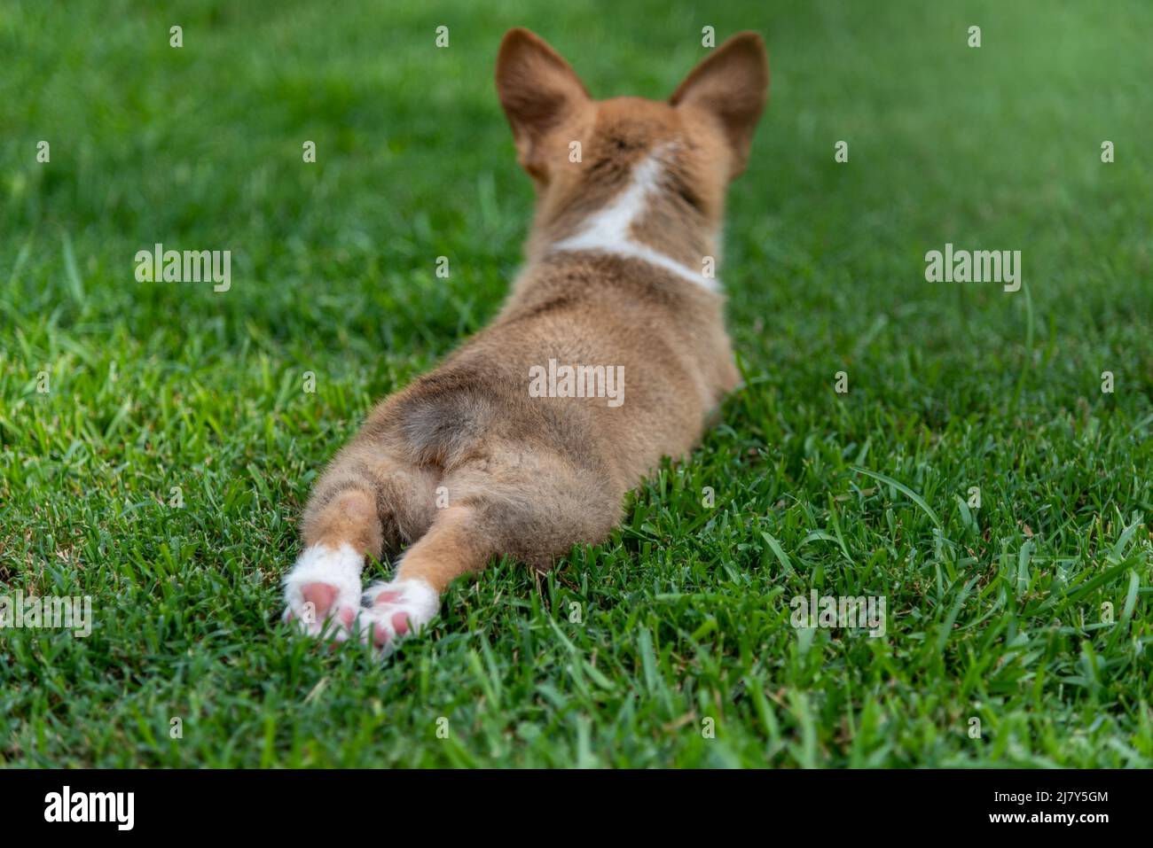 Corgi-Welpe spritze im Gras Stockfoto