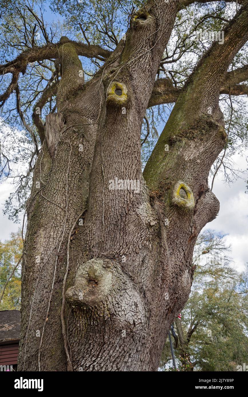 Riesiger lebender Eichenbaum in Nord-Zentral-Florida, Anfang des Frühlings. Stockfoto