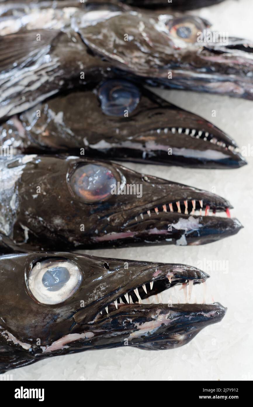 Degenfisch Madeira Stockfoto