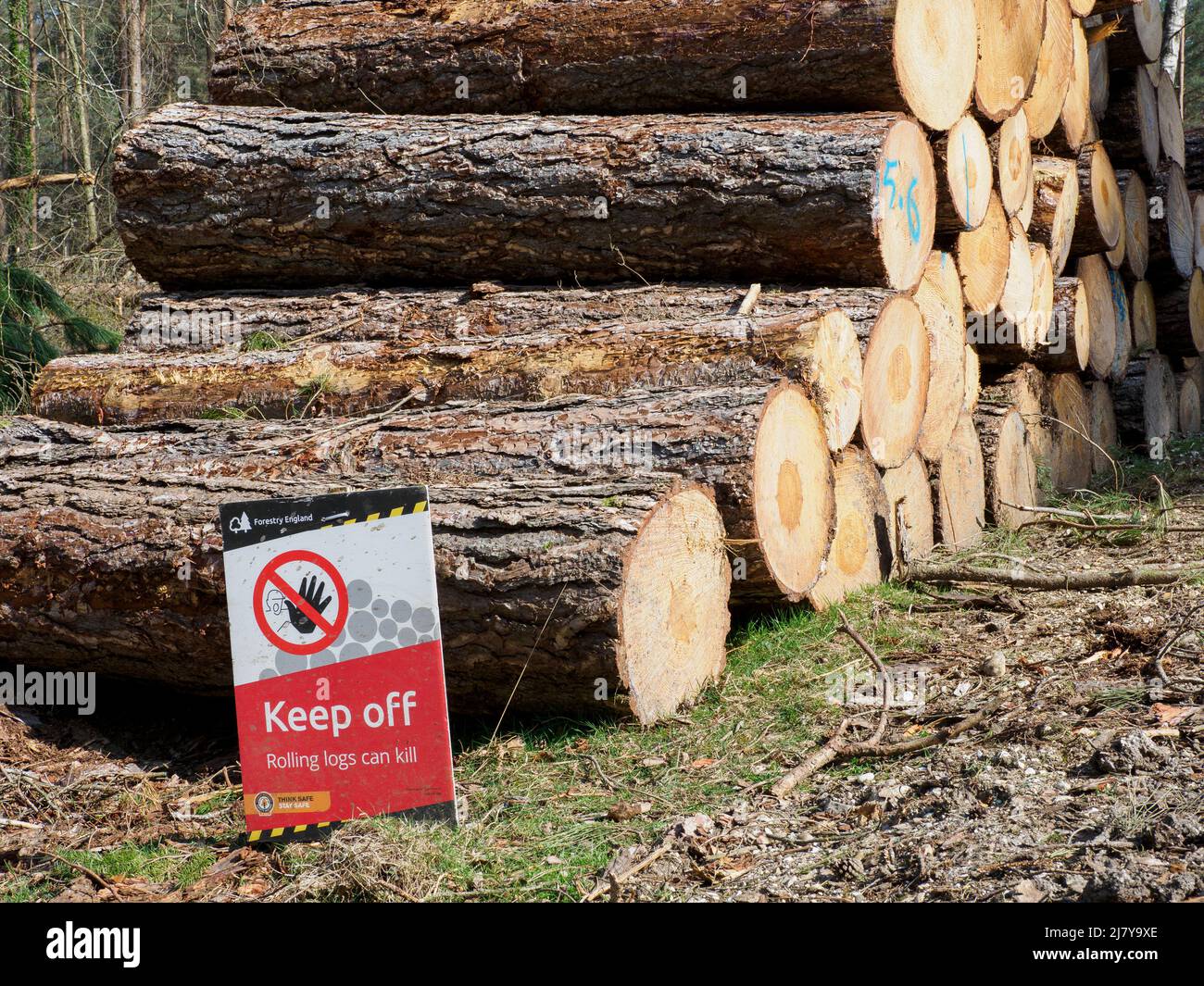 Warnschild durch Stapel von Baumstämmen, der New Forest, Hampshire, Großbritannien Stockfoto