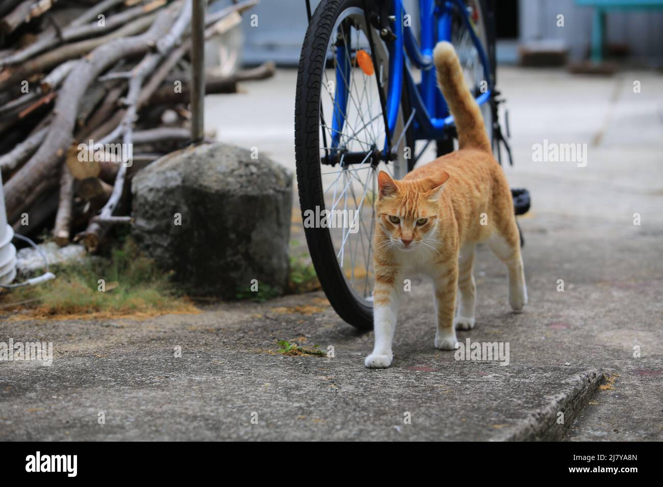Ginger CAT Unternehmen Sie einen Spaziergang im Dorf Road Stockfoto