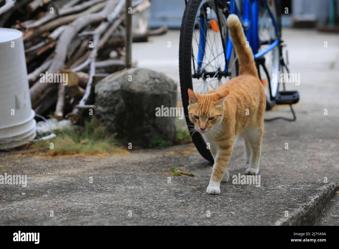 Ginger CAT Unternehmen Sie einen Spaziergang im Dorf Road Stockfoto