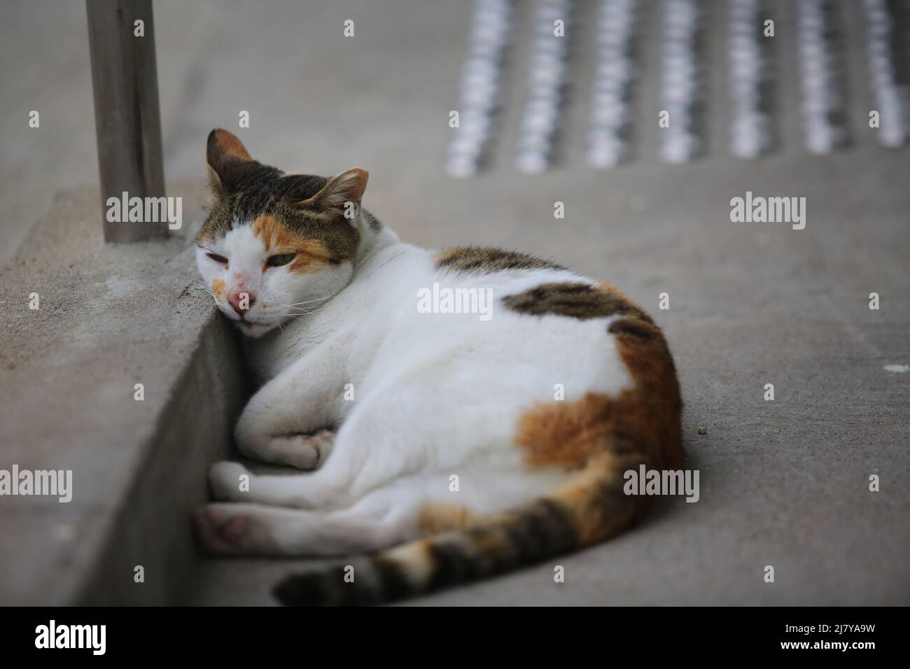 calico Katze am Abend und lag auf dem Boden Stockfoto