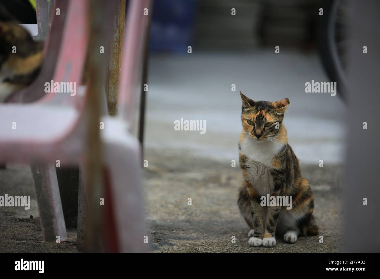Traurige Calico Katze neugierig beobachten die Kamera Stockfoto