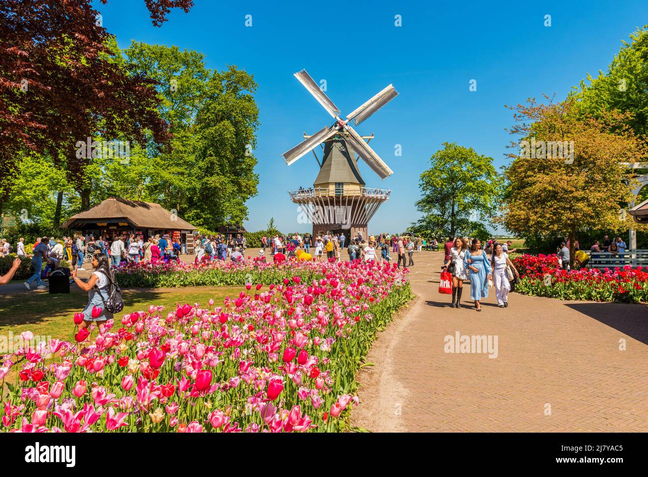 Windmühle im Gartenkomplex Keukenhof in Lisse, Südholland, Niederlande. Keukenhof ist einer der größten Blumengärten der Welt. Stockfoto