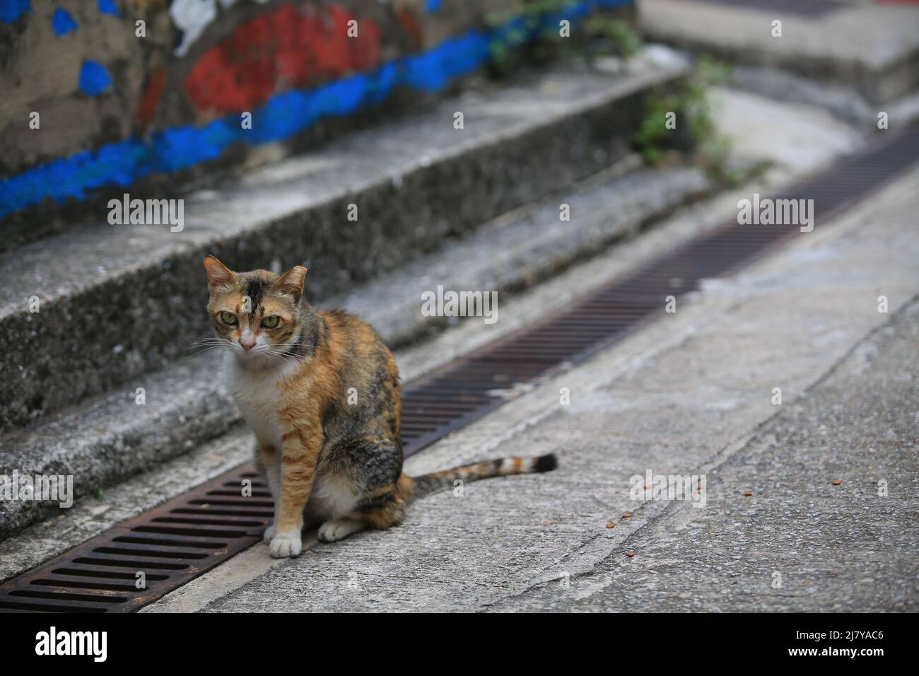 Traurige Calico Katze neugierig beobachten die Kamera Stockfoto
