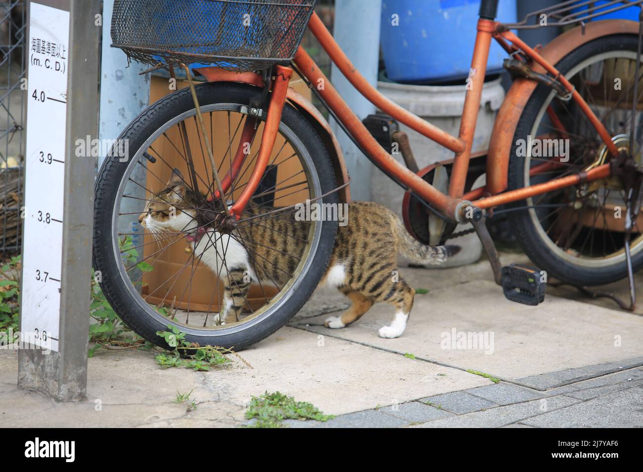 Tabby Katze spielen auf der Straße und verstecken sich Stockfoto