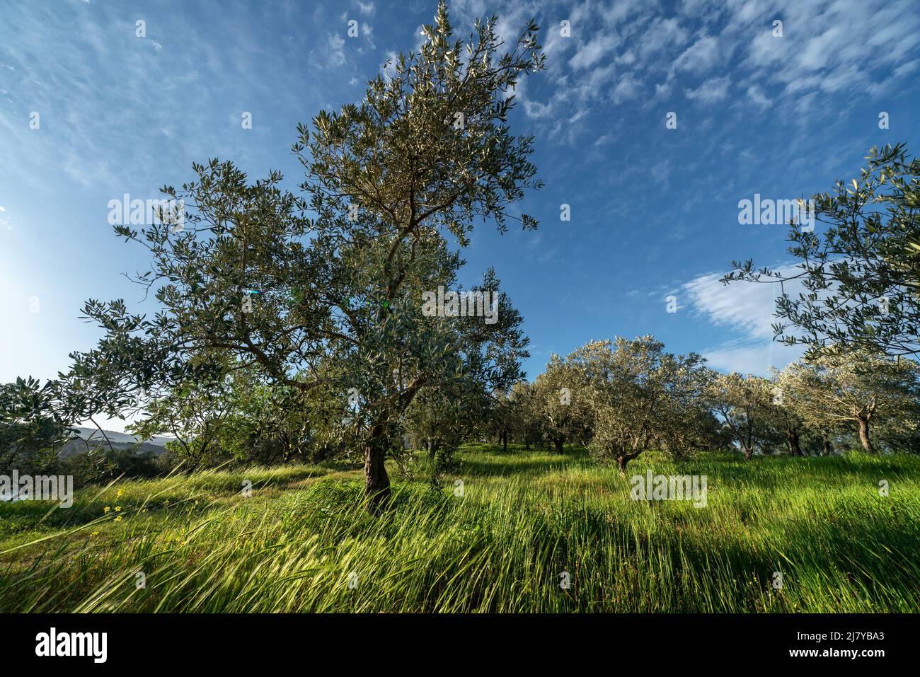 Erstaunlicher Olivenbaumgarten während der Frühlingszeit in der Türkei an sonnigen hellen Nachmittag, blauer Himmel, leichte Wolken, frisches grünes Gras vom Wind bewegt. Stockfoto