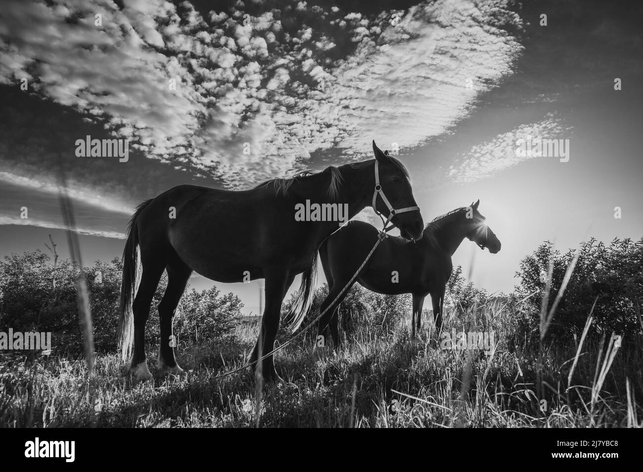 Herrliche weidende Pferde auf der Wiese im Frühling, schöner Himmel mit original hübschen Wolken über schwarz-weißen Farben. Stockfoto
