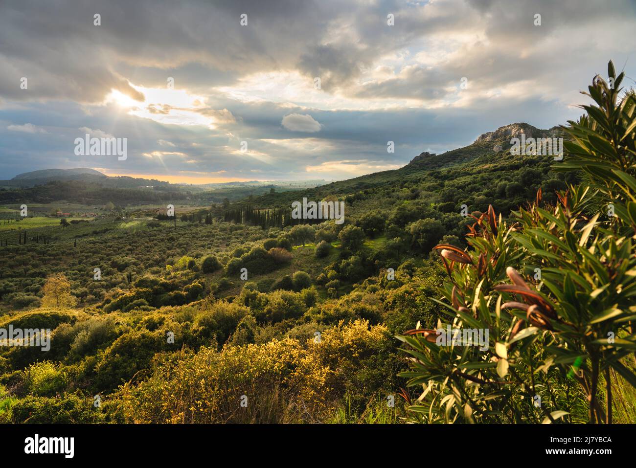 Schönes grünes Tal mit Olivenbäumen, mediterranen Pflanzen in Kusadasi Türkei - während der friedlichen goldenen Stunde, Berge und erstaunliche bunte Wolken. Stockfoto