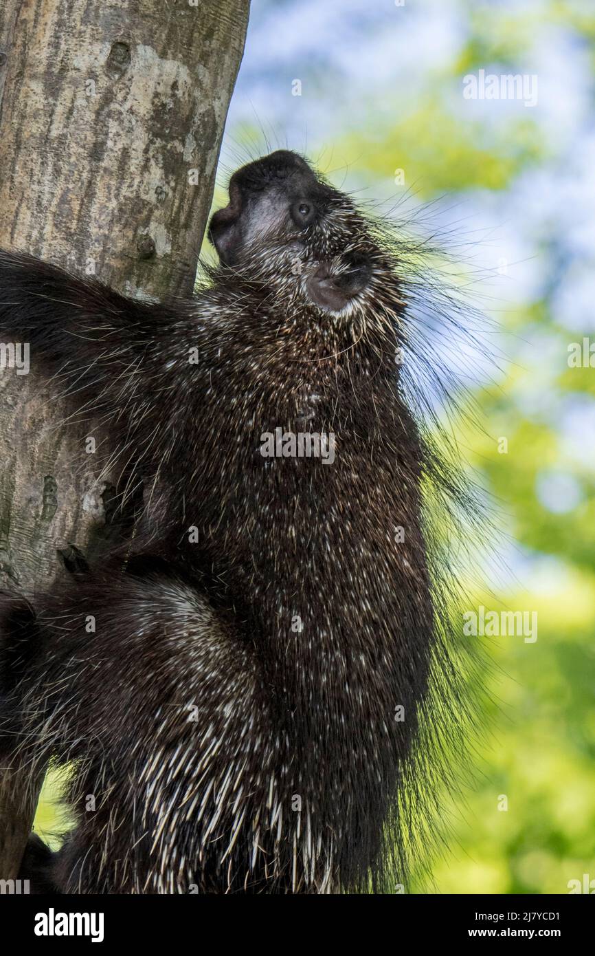 Nordamerikanisches Stachelschwein / kanadisches Stachelschwein (Erethizon dorsatum), das einen Baum klettert und große Stacheln zeigt, stammt aus Nordamerika Stockfoto