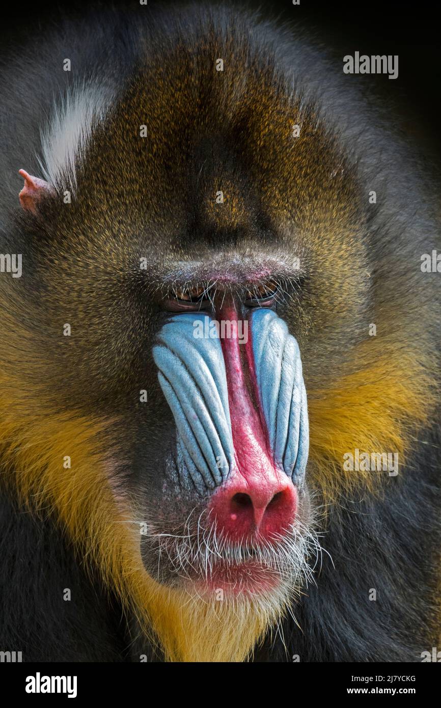 Mandrill (Mandrillus sphinx) Nahaufnahme eines dominanten männlichen Affen aus der Alten Welt, der in West-Zentralafrika beheimatet ist Stockfoto