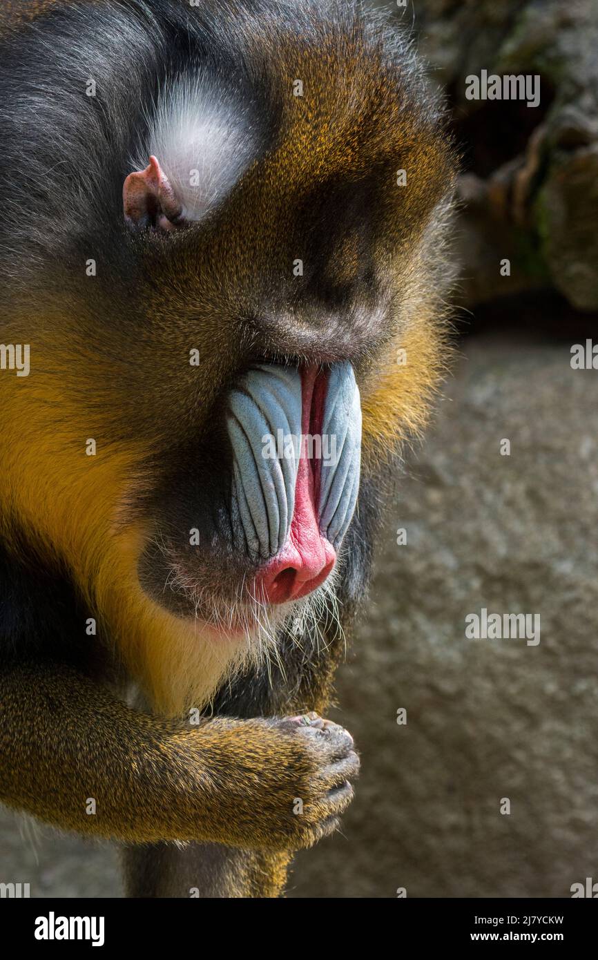 Mandrill (Mandrillus sphinx) Nahaufnahme eines dominanten männlichen Affen aus der Alten Welt, der in West-Zentralafrika beheimatet ist Stockfoto