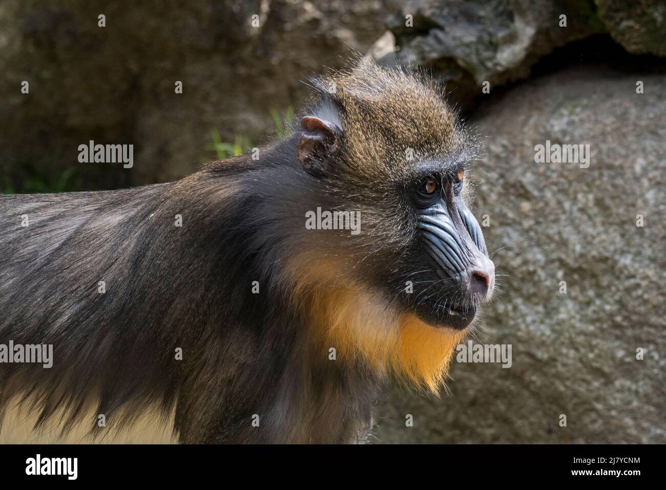 Mandrill (Mandrillus sphinx), junger Rüde, aus West-Zentralafrika stammender Altweltaffe Stockfoto
