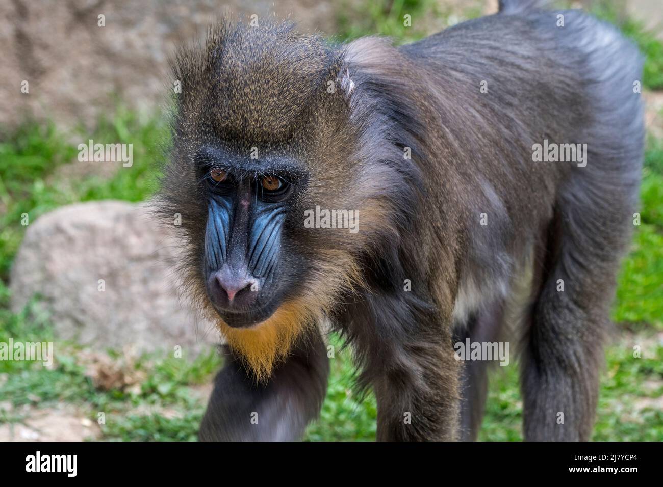Mandrill (Mandrillus sphinx), junger Rüde, aus West-Zentralafrika stammender Altweltaffe Stockfoto