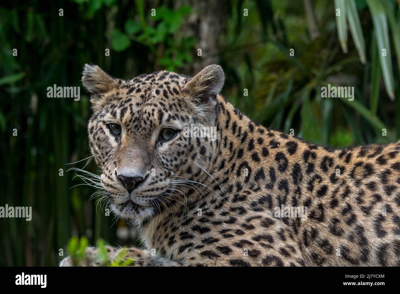 Persischer Leopard/Kaukasische Leopard (Panthera pardus tulliana/Panthera pardus saxicolor) Native in die Türkei, Kaukasus, Iran, Afghanistan und Asien Stockfoto