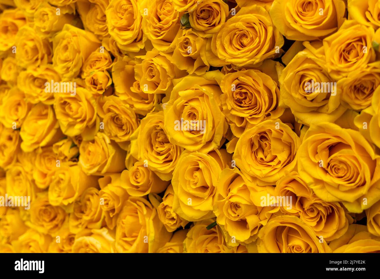 Detail der gelben Rosen in einer Lastacaft Antihistaminika-Augentropfen-Markenaktivierung in Flatiron Plaza in New York am Dienstag, den 26. April 2022. Die gelben Rosen in der instagramierbaren Installation erinnern den Verbraucher daran, dass Lastacaft ein Antihistaminikum ist, das Augenallergien lindern soll. (© Richard B. Levine) Stockfoto