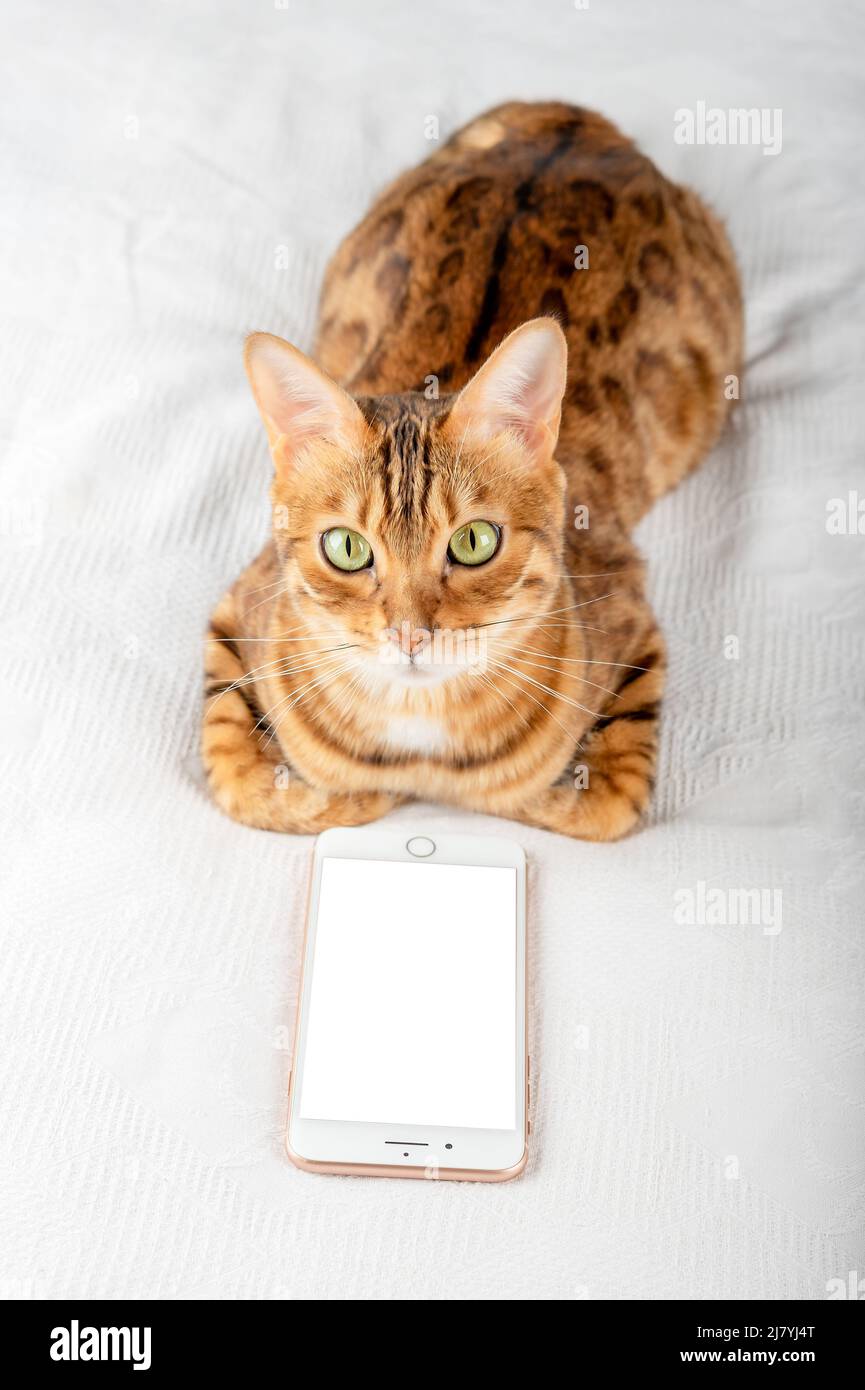 Hauskatze und Smartphone mit Platz zum Einfügen eines Bildes. Vertikale Aufnahme. Stockfoto