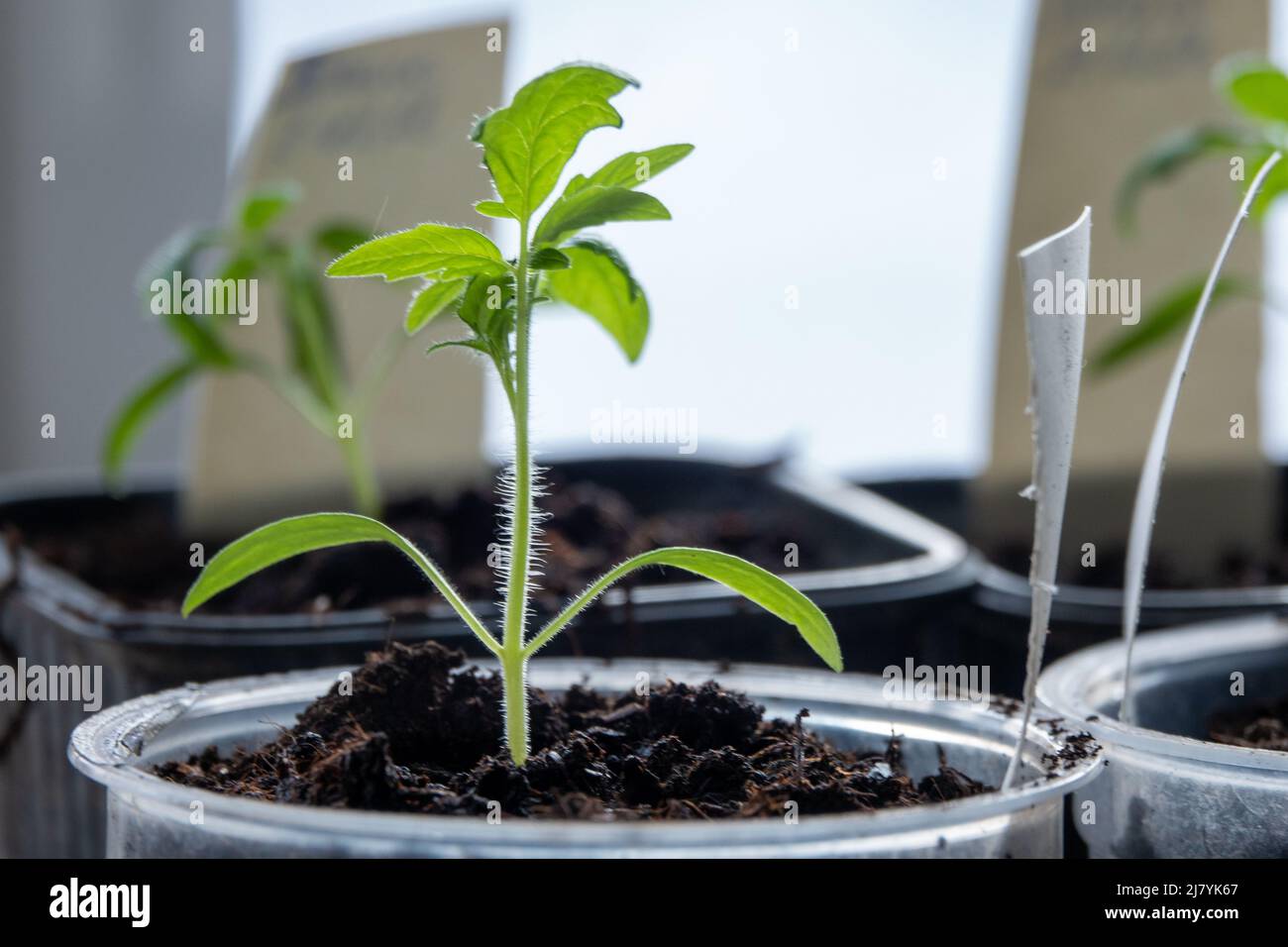 Solanum lycopersicum: Tomatensämlinge wachsen zu Hause in einem Topf Stockfoto