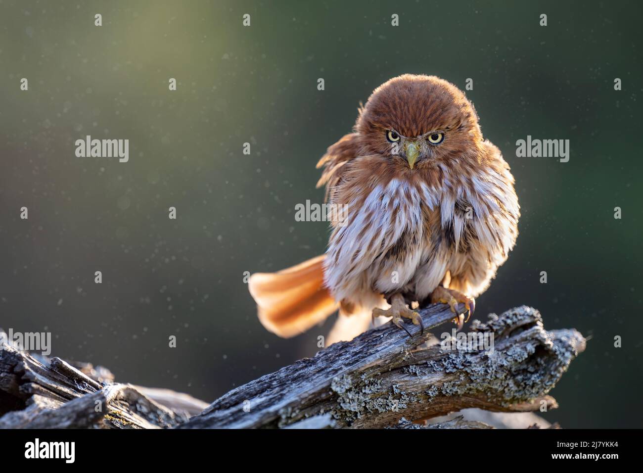Die kleine Trappe sitzt auf einem Ast. Stockfoto