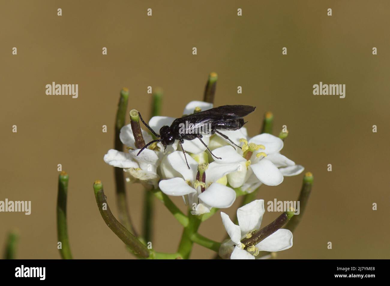 Schwarze Sägeblattfliege. Nicht sicher, aber wahrscheinlich Iris Sawfly (Rhadinoceraea micans), FamilyTendredinidae). Blüten aus Knoblauchsenf (Alliaria petiolata), Stockfoto