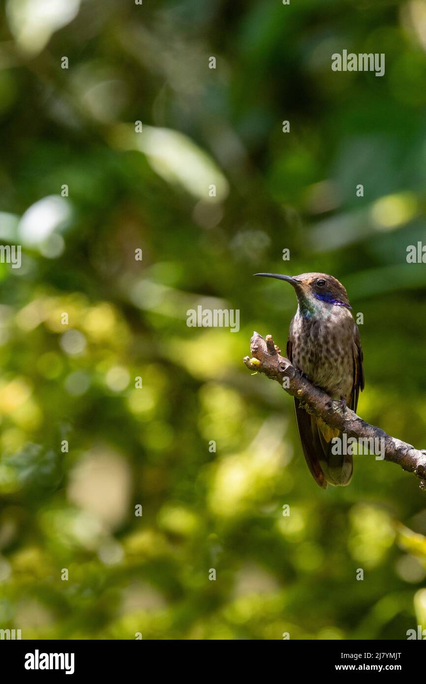 Ecuador, Tandayapa Valley, Alambi Reserve. Brauner Veilchenkolibri (Colibri delphinae) Stockfoto