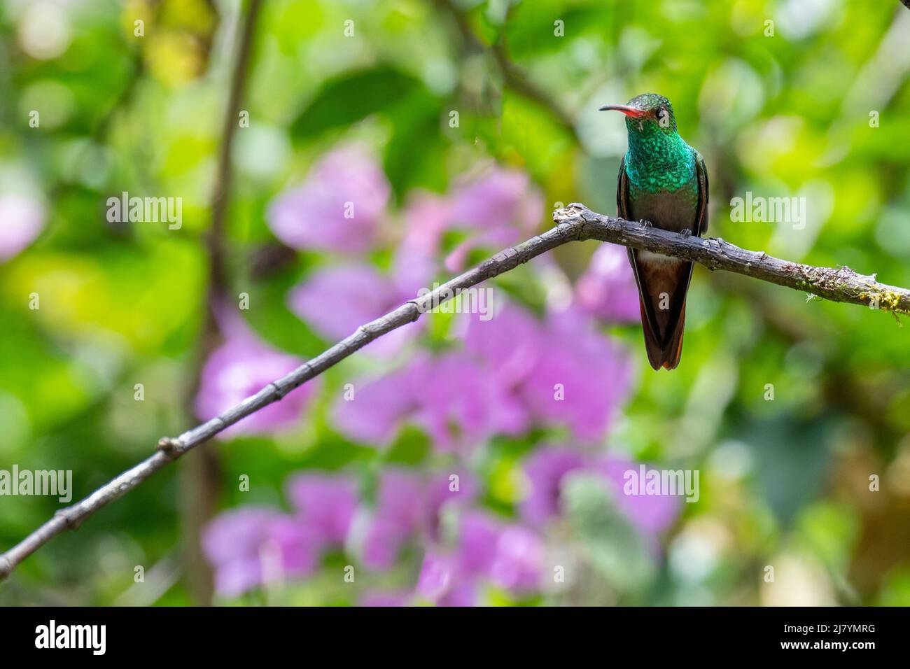 Ecuador, Tandayapa Valley, Alambi Reserve. Rotschwanzkolibri (Amazilia tzacatl) Stockfoto