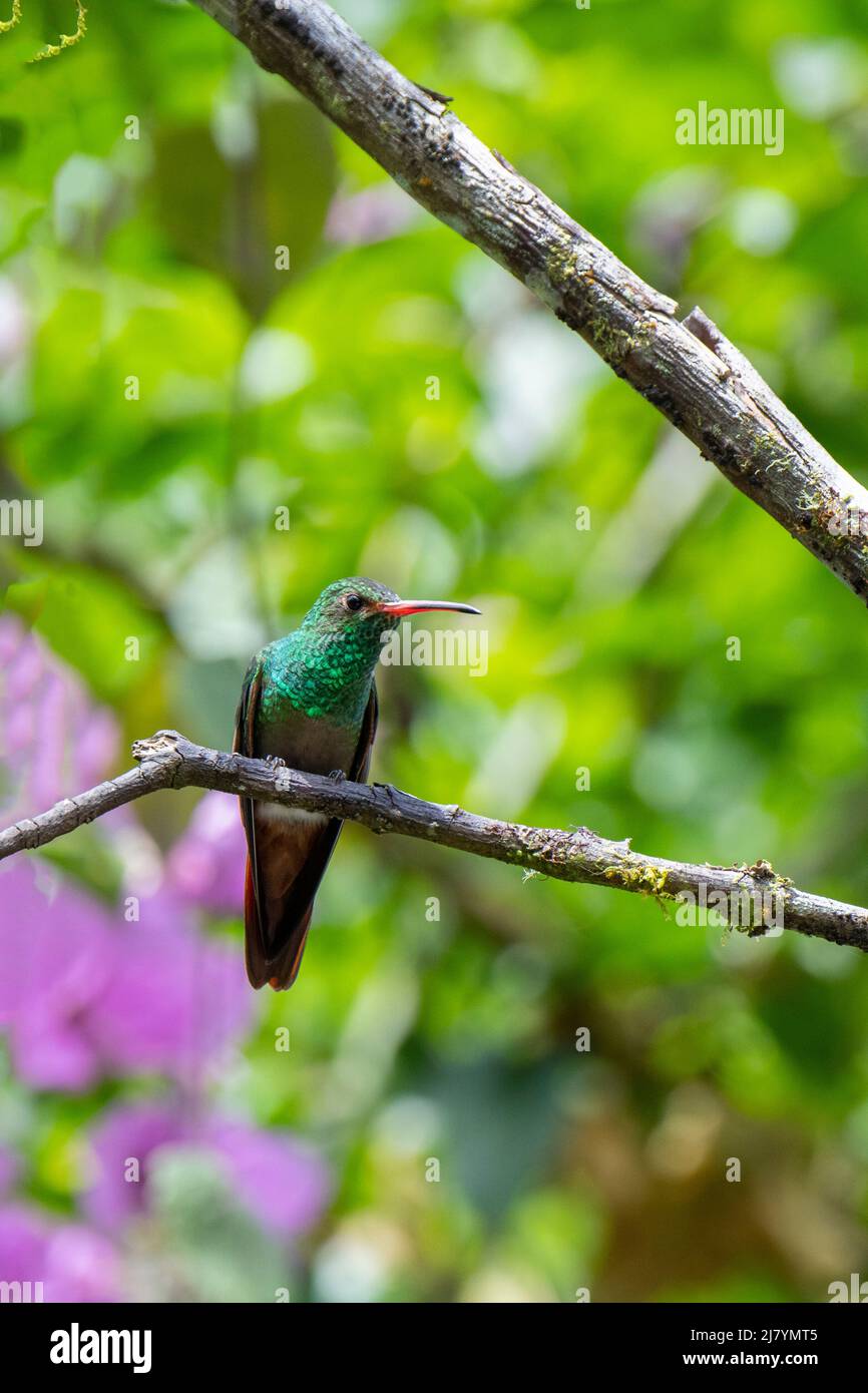 Ecuador, Tandayapa Valley, Alambi Reserve. Rotschwanzkolibri (Amazilia tzacatl) Stockfoto