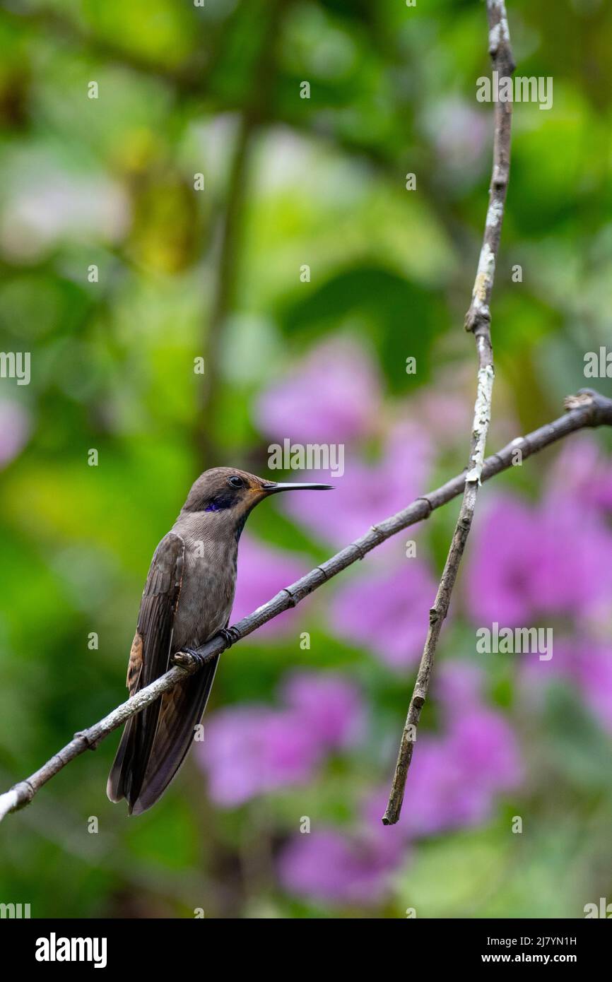 Ecuador, Tandayapa Valley, Alambi Reserve. Brauner Veilchenkolibri (Colibri delphinae) Stockfoto