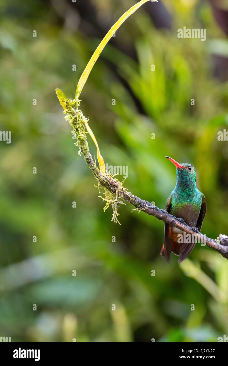 Ecuador, Tandayapa Valley, Alambi Reserve. Rotschwanzkolibri (Amazilia tzacatl) Stockfoto