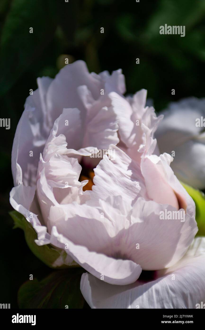 Weiße Blüten eines Baumstammes in einem Stadtpark. Stockfoto