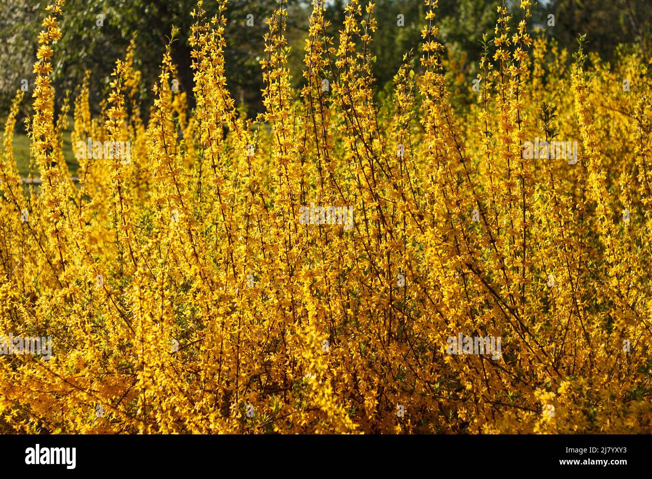 Gattung strauch Fotos und Bildmaterial in hoher Auflösung Alamy