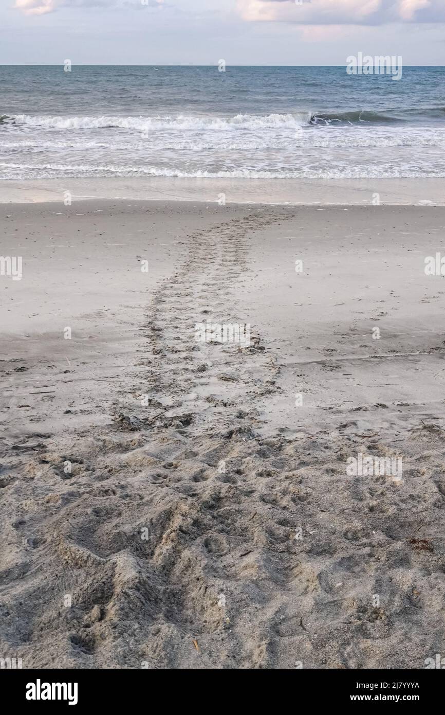 Spuren, die im Sand von einer bedrohten Karettschildkröte hinterlassen wurden, die an Land kroch, um am 16. Mai 2021 in Isle of Palms, SC, zu nisten. Meeresschildkröten kommen in den Frühlings- und Sommermonaten nachts an Land und legen ihre Eier in Nestern in den Sanddünen entlang des Strandes. Stockfoto